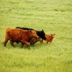 Photo: Canada Beef Inc.