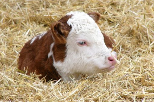 (Photo courtesy Canadian Hereford Association)
