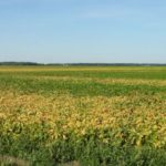 Many soybean fields are showing signs of injury, including patches of premature yellowing, says Manitoba Agriculture plant pathologist Holly Derksen. In many cases the cause could be a combination of stressors. (Photo courtesy Holly Derksen, Manitoba Agriculture)