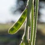 (Photo courtesy United Soybean Board)