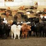 cattle in a feedlot