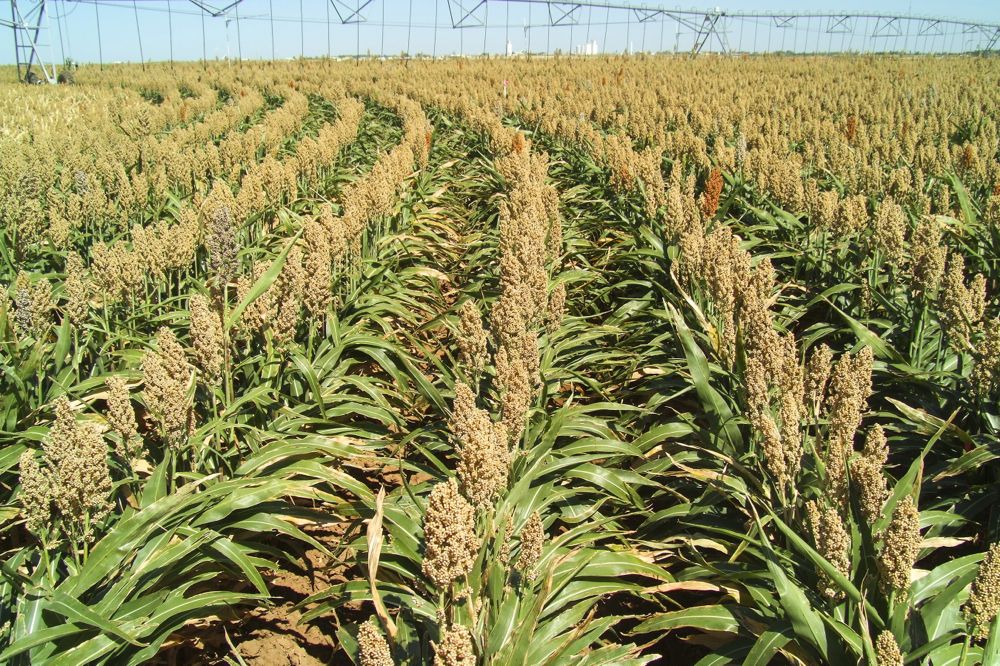 Grain sorghum under irrigation at Bushland in northern Texas. (Susan O’Shaughnessy photo courtesy ARS/USDA)
