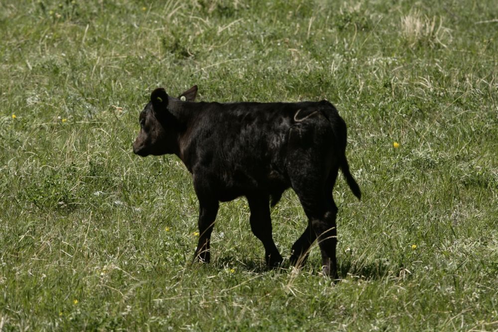 (Photo courtesy Canada Beef Inc.)
