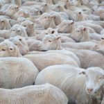 Shorn sheep in Australia’s outback. (Byronsdad/iStock/Getty Images)