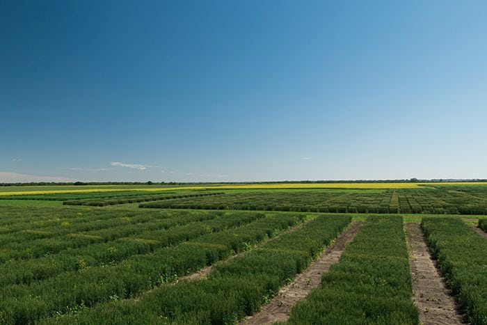 Bayer’s wheat breeding station at Pike Lake, Sask., southwest of Saskatoon. (Cropscience.bayer.com)
