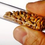 The CFIA says no GM wheat has been found in Canada’s commercial wheat system. Photo: iStock