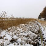 Canola in the swath in north-western Sask. in 2016.
