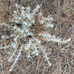 Winterfat is an excellent protein source for grazing cattle as it maintains its leaves late into the fall and early winter.