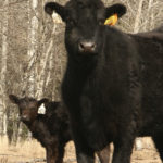 Developing faster, cheaper diagnostic tests for calves