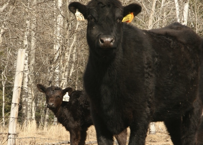 Developing faster, cheaper diagnostic tests for calves