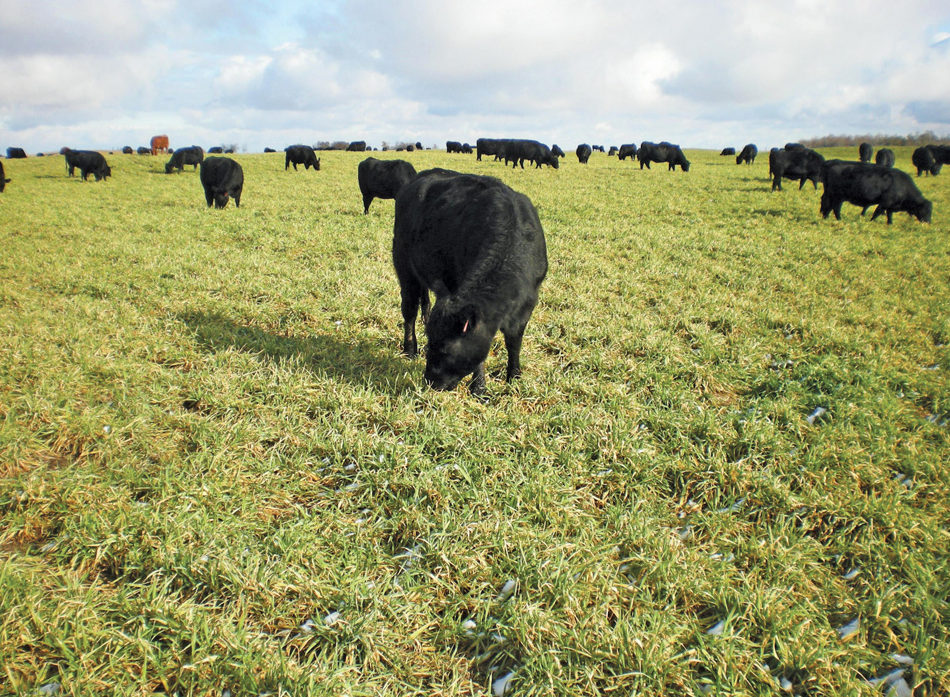 It appears core body temperatures can be used to identify feed-efficient cattle on forage diets.
