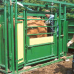 Preg-checking identifies fertile cows early but culling early doesn’t always pay.