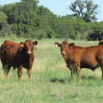 Low-stress weaning for calves