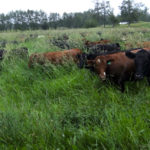 Crop rejuvenation from livestock is highly important to building healthy soil.