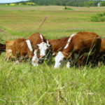 Pastures of any sort as well as annual crops can harbour conditions that lead to fog fever.