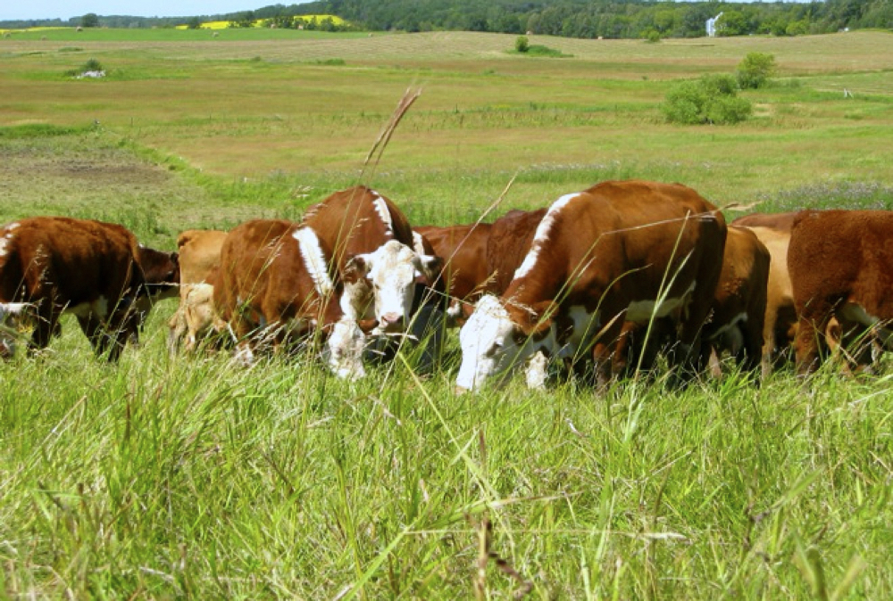 Pastures of any sort as well as annual crops can harbour conditions that lead to fog fever.