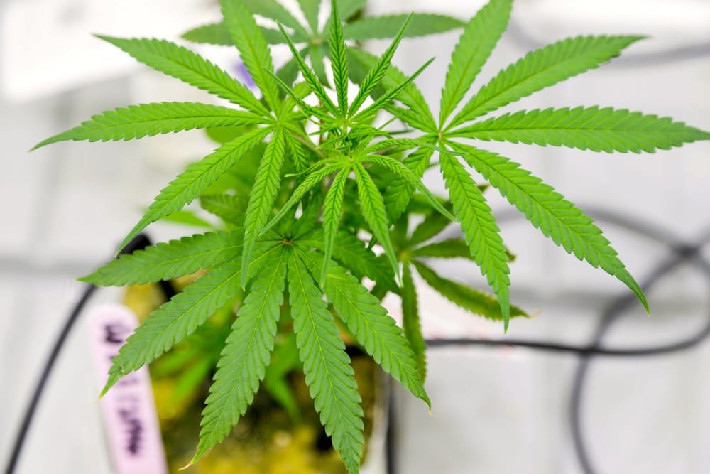 A small marijuana plant grows in a lab at the new Commercial Cannabis Production Program at Niagara College in Niagara-on-the-Lake, Ontario, Canada, October 9, 2018.  Photo: Reuters/Carlos Osorio/File
