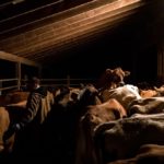 Scooter LaPrise, 53, herds his cows into the milking parlour for the morning milking at EMMA Acres dairy farm, in Exeter, Rhode Island, U.S., 7 April, 2018. Scooter shouts “Come on, Ladies!” as he directs his cows from their stalls into the milking parlour. Scooter with his wife has about 30 cows on one of eight remaining dairy farms in Rhode Island.
Photo: Reuter/Oliver Doyle