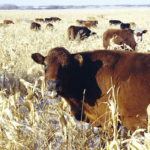 Cows grazing corn residue typically aim for grain kernels, leaves and husks instead of stalks.