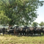 Express Ranches is the largest purebred Angus breeder in North America.
