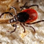 One common vector of transmission for tularemia is a tick.