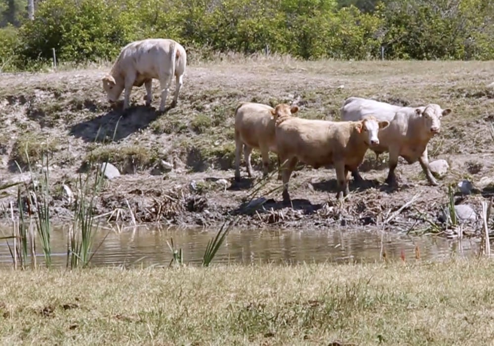 VIDEO: Test livestock water to avoid trace mineral deficiencies