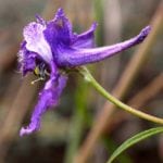Two-lobe larkspur.