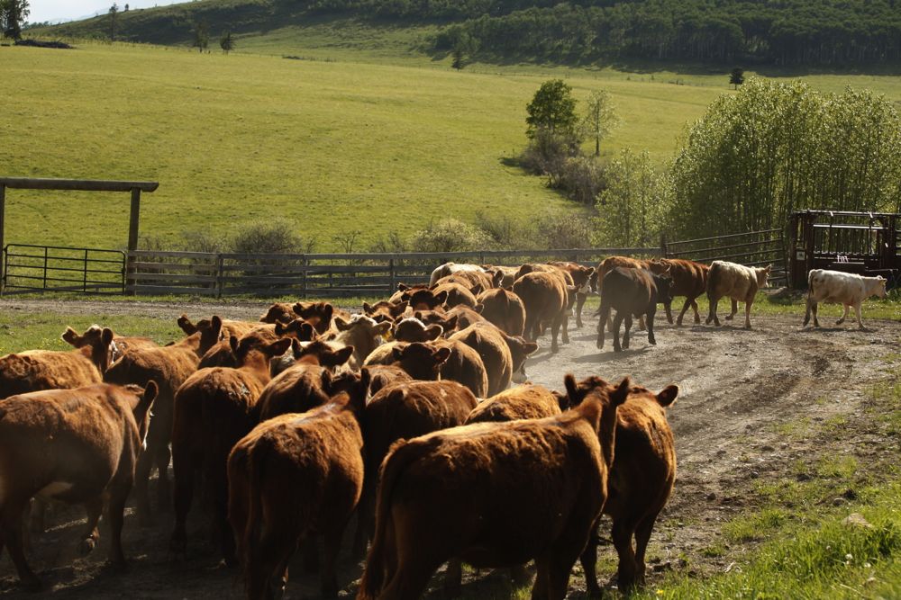 (Photo courtesy Canada Beef Inc.)
