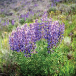 Lupine