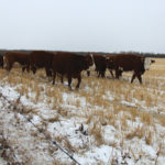 Consider more than cost during a winter feed shortage