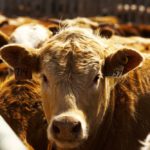 Feedlot margins are set up to move into the negative for the second quarter of 2019.