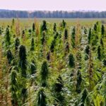 (Jennifer Blair photo)
