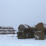 A more tightly backed bale is better at shedding water than a less dense bale.