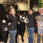 Award of Excellence Female with heifer calf.