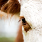 Close-up view of a brown and white Hereford cow's eye.