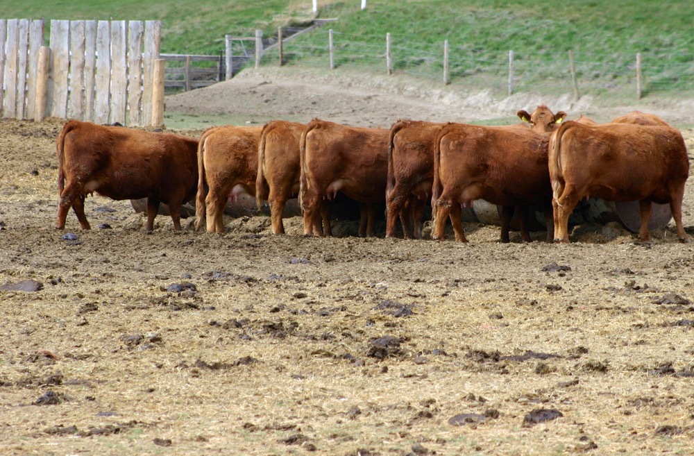 Alberta Beef Producers’ plebiscite results in