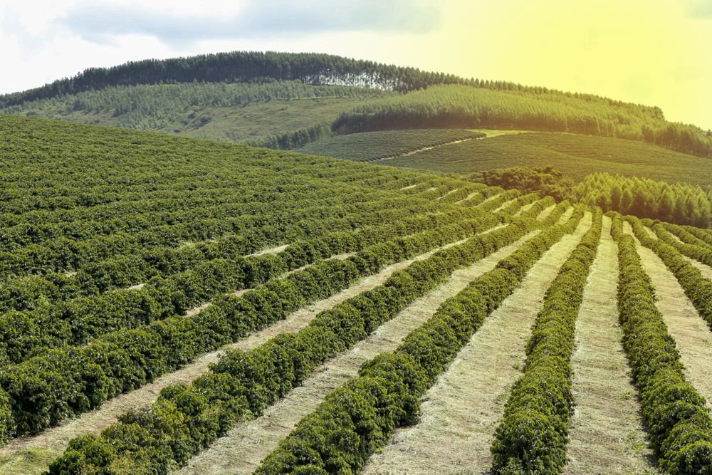 File photo of a Brazilian coffee plantation. (Sidney de Almeida/iStock/Getty Images)
