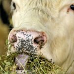 If you’re feeding alfalfa hay, you may actually have to restrict intake to prevent your cows from becoming over-conditioned.