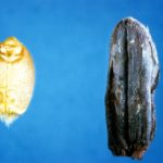 Ergot (seen at right) is a common cause of mycotoxin in grains.