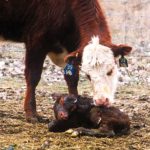 Most cases of scours in calves occur at three days or older, meaning they are most likely viral in origin so electrolytes will do more good than antibiotics.