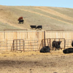 Using permanent and portable infrastructure allows space to separate pairs or assist heifers if needed.