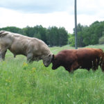 Bulls will establish a pecking order when brought together, and breeding season brings out aggression.