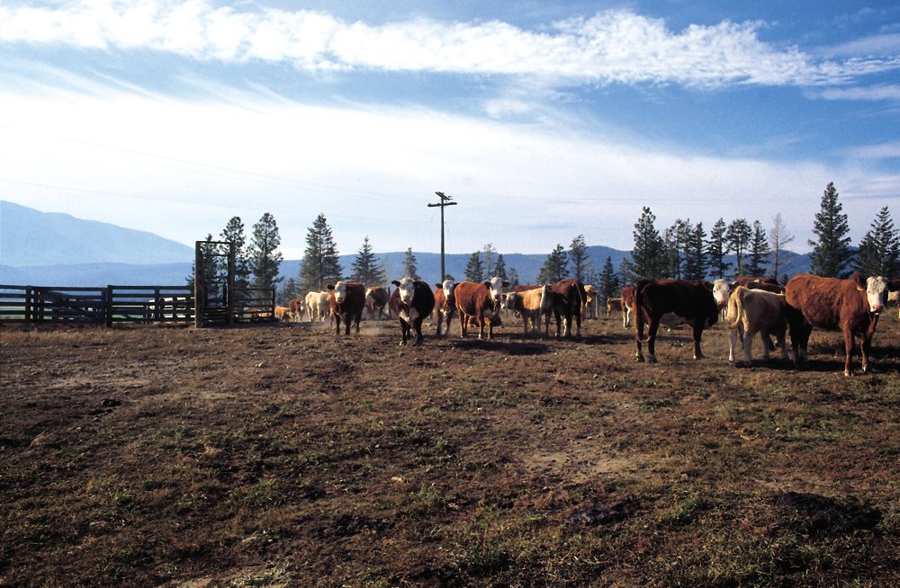 Producers are encouraged to provide feedback on what they want animal welfare enforcement to look like.
