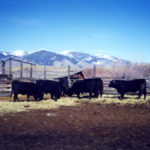 Winter feed requirements will vary depending on whether the bulls are weanlings, yearlings or mature bulls.