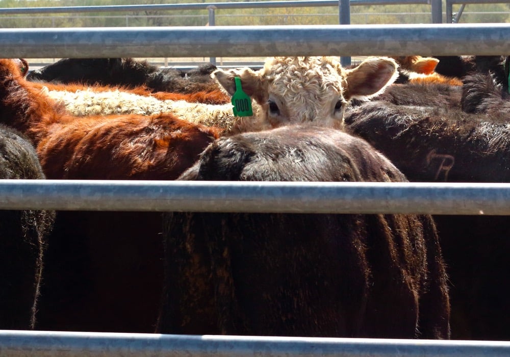 Consumer demand and tariffs will be key issues for the U.S. beef industry in 2019.