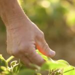 (Merschman Seeds video screengrab via YouTube)