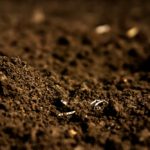 University of Alberta researchers have found that humic acids from decaying plant material can help eliminate CWD.