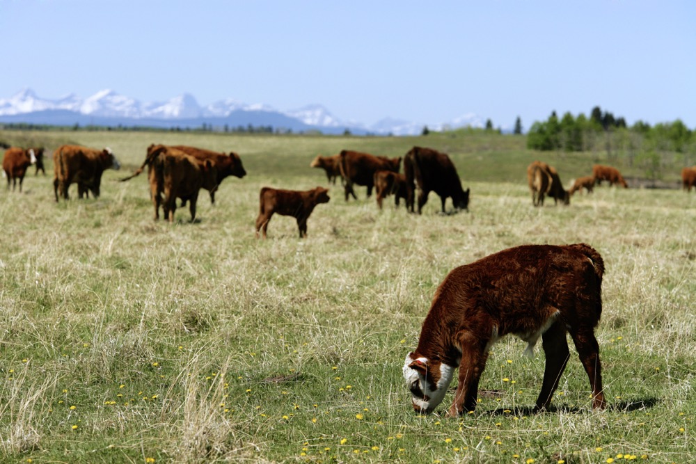 The choice of which macro mineral ratio best suits your operation often depends on the type of forage being fed.