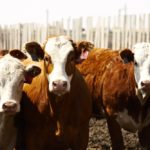 Info for beef producers exporting to the European Union