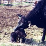Proper planning is always a part of getting through calving season successfully.